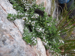 Amphithalea micrantha