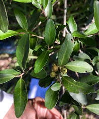 Ilex vomitoria image