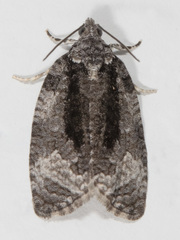 Apotomis removana