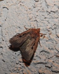 Parabagrotis insularis