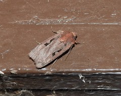 Parabagrotis insularis