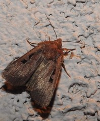 Parabagrotis insularis