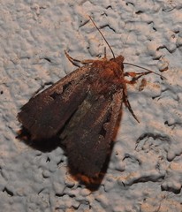 Parabagrotis insularis