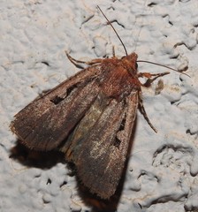 Parabagrotis insularis