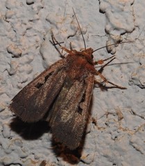 Parabagrotis insularis