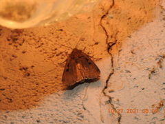 Parabagrotis insularis