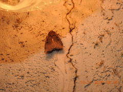 Parabagrotis insularis