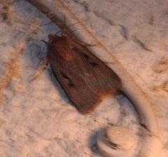 Parabagrotis insularis