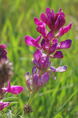 Hedysarum boreale boreale