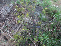 Senecio subcanescens