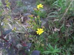 Senecio subcanescens