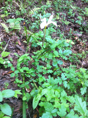 Iris douglasiana