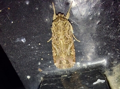 Spodoptera litura