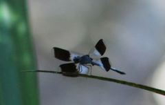 Erythrodiplax attenuata