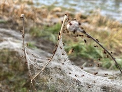 Erigone aletris