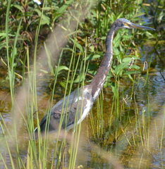 Egretta tricolor