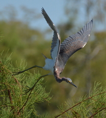Egretta tricolor