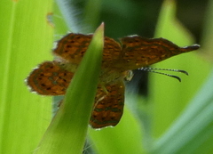 Calephelis braziliensis