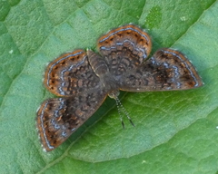 Calephelis braziliensis