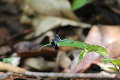 Erythrodiplax attenuata