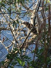 Nycticorax nycticorax image