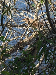 Nycticorax nycticorax image