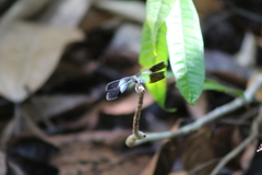 Erythrodiplax attenuata