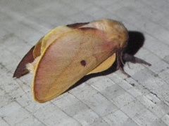 Psilopygida crispula