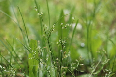 Juncus tenuis tenuis