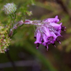 Erica barbigeroides