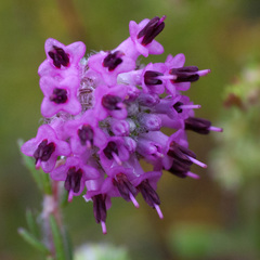 Erica barbigeroides