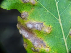 Neuroterus floccosus