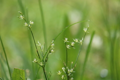 Juncus tenuis tenuis