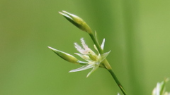 Juncus tenuis tenuis