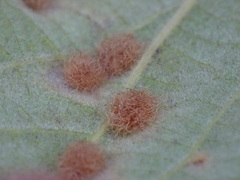 Neuroterus floccosus