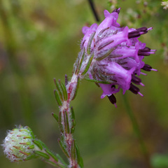 Erica barbigeroides