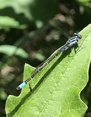 Acanthagrion lancea