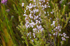 Erica palliiflora