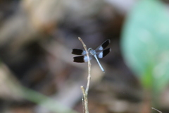 Erythrodiplax attenuata