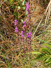 Liatris tenuifolia
