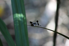 Erythrodiplax attenuata