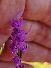 Liatris tenuifolia