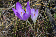 Colchicum bivonae