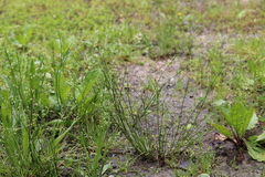 Juncus tenuis tenuis