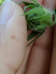 Trigonorhinus limbatus