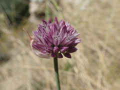 Allium acutiflorum