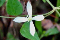 Clematis flammula
