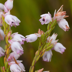 Erica palliiflora