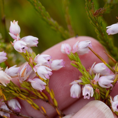 Erica palliiflora