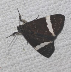 Coenotoca subaspersa